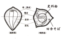 そば粉専門店おそばどっとこむ そば粉の製粉